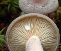 Lactarius_mammosus_am0664