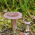 Lactarius_mammosus_bi0851