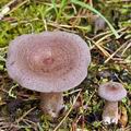 Lactarius_mammosus_bi0856