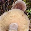 Lactarius_mammosus_bi0858