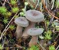 Lactarius_mammosus_bm4671