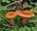 Lactarius_mitissimus_bp3076