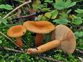 Lactarius_mitissimus_bp3081