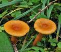 Lactarius_mitissimus_bp3082