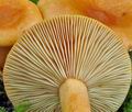 Lactarius_mitissimus_bp3089