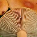 Lactarius_mitissimus_bp3098