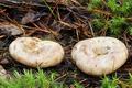 Lactarius_musteus_bv5735