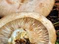 Lactarius_musteus_bv5741