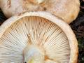 Lactarius_musteus_bv5742