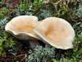 Lactarius_musteus_ca3588