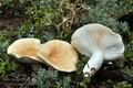 Lactarius_musteus_ca3591