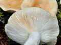 Lactarius_musteus_ca3599