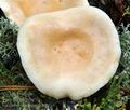 Lactarius_musteus_ca3604