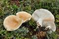 Lactarius_musteus_ca3608