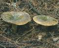 Lactarius_necator_ac7976