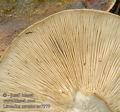 Lactarius_necator_ac7979