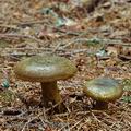 Lactarius_necator_bd9964