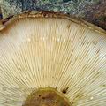 Lactarius_necator_bd9971