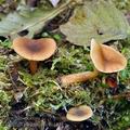 Lactarius_obscuratus_bi4421