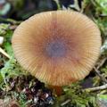 Lactarius_obscuratus_bi4424