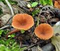 Lactarius_omphaliformis_bk5850