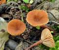 Lactarius_omphaliformis_bk5865