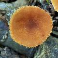 Lactarius_omphaliformis_bk5871