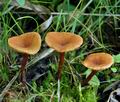 Lactarius_omphaliformis_bn9458