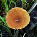 Lactarius_omphaliformis_bn9475