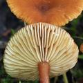 Lactarius_omphaliformis_bn9476