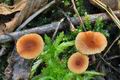 Lactarius_omphaliformis_bs7545