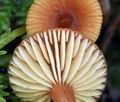 Lactarius_omphaliformis_bs7558