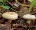 Lactarius_pallidus_al9530