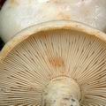 Lactarius_pallidus_al9531