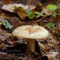 Lactarius_pallidus_al9549