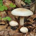 Lactarius_pallidus_be4072