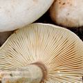 Lactarius_pallidus_be4076