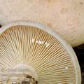 Lactarius_pallidus_be4084