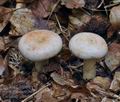 Lactarius_pallidus_bo7712