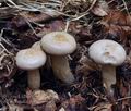 Lactarius_pallidus_bo7715