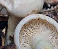 Lactarius_pallidus_bo7724