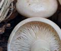 Lactarius_pallidus_bo7726