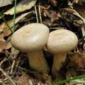 Lactarius_pallidus_bo7731