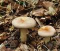 Lactarius_pallidus_bo7738