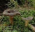 Lactarius_picinus_af8267