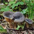 Lactarius_picinus_bi5365