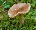 Lactarius_picinus_ce4763s