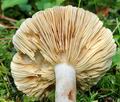 Lactarius_picinus_ce4772