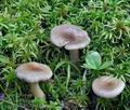 Lactarius_pilatii_bs7585