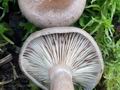 Lactarius_pilatii_bs7593